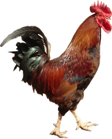 a rooster 